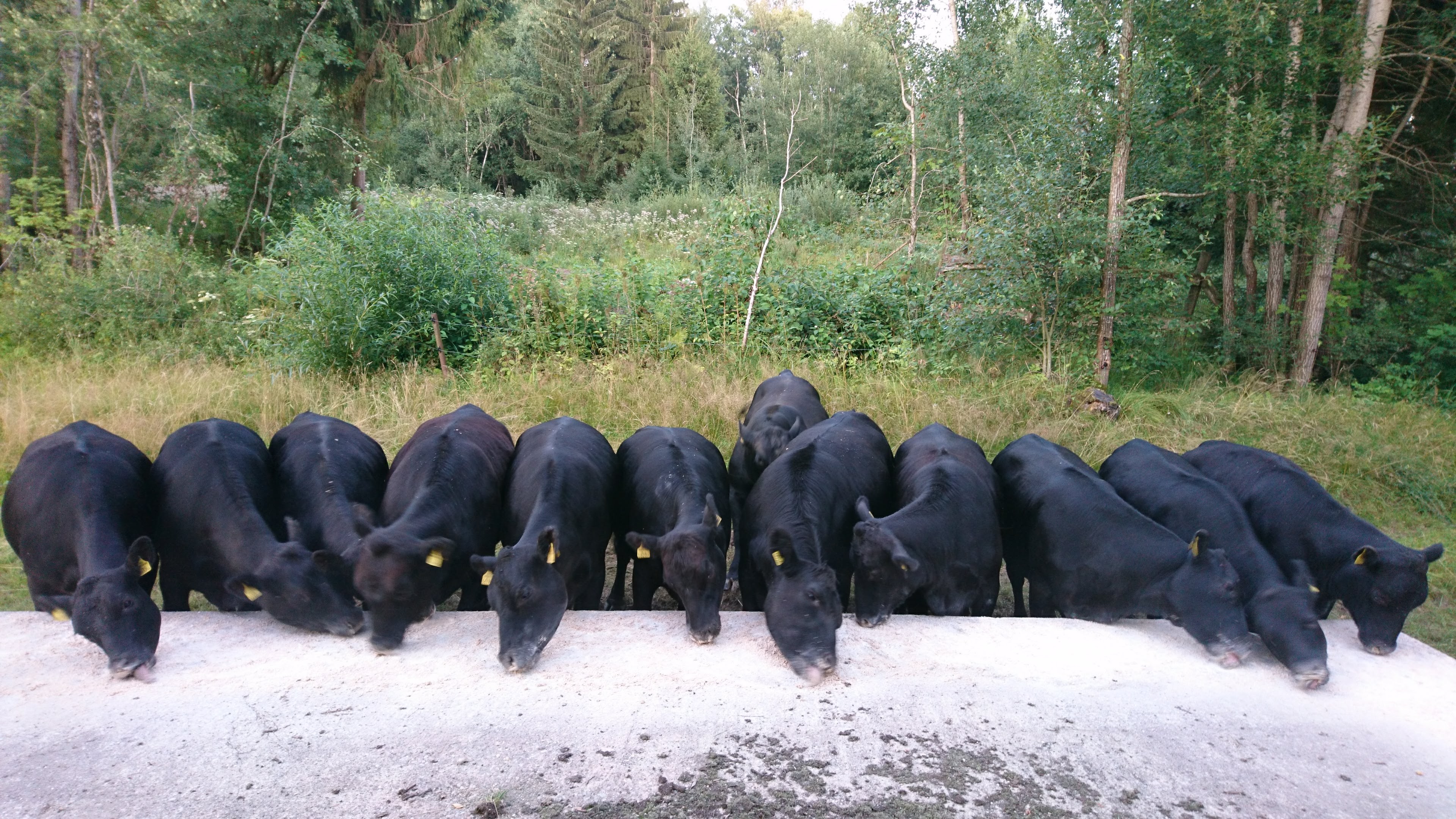 Aberdeen Angus Zuchtkalbinnen