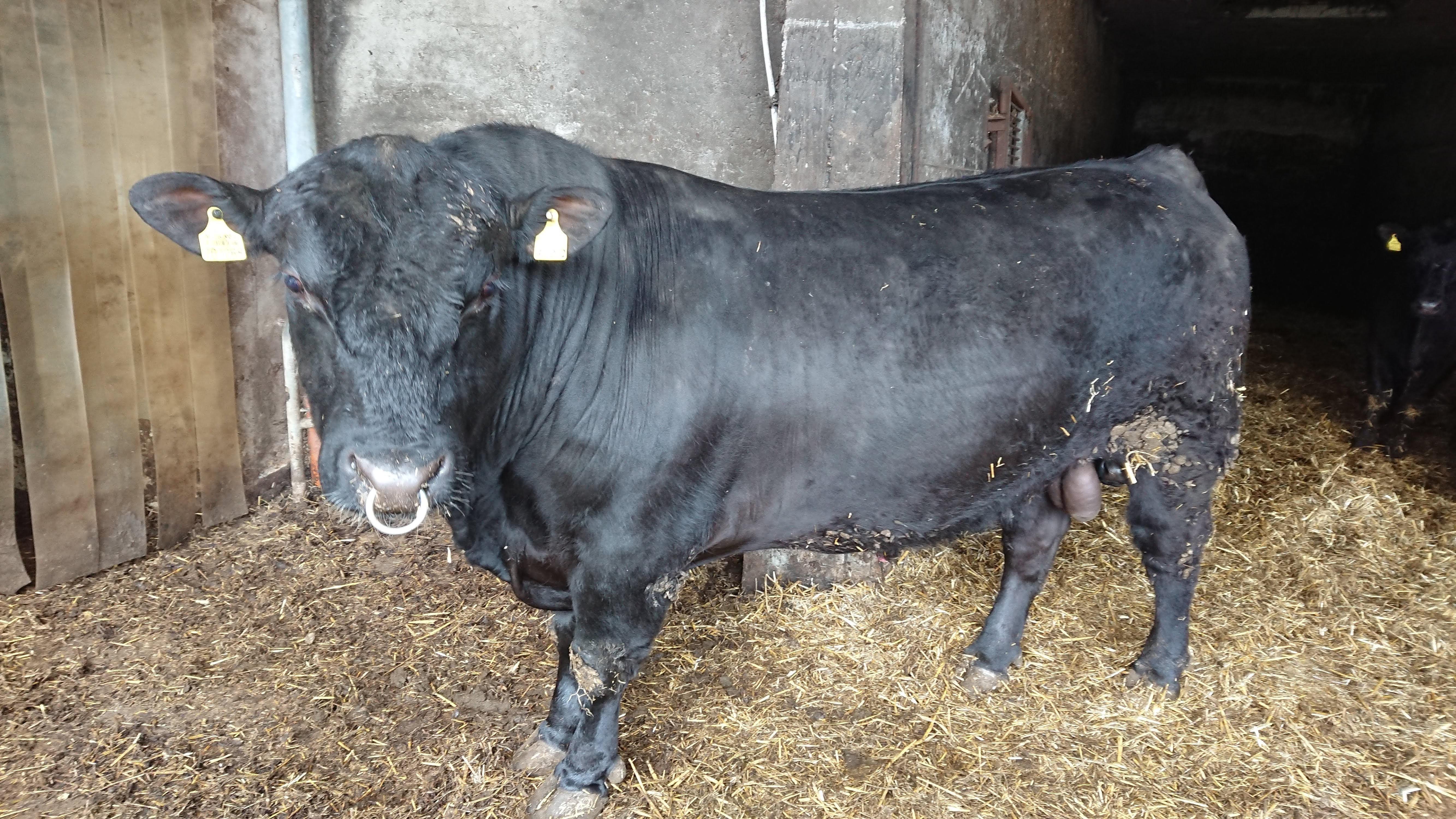 Aberdeen Angus Zucht